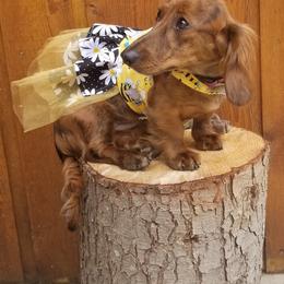 Tanya Tucker - Dachshund