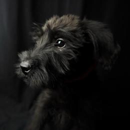 Girl 1 - Hot Pink Collar - Black female Giant Schnauzer puppy in St George, Utah from Schnauzer Ranch