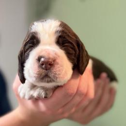 Angel's Envy - Liver and white female English Springer Spaniel puppy in Hawesville, Kentucky from Bristol’s Southern English Springer Spaniels