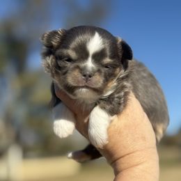 Boy 1 - Blue and tan male Chihuahua puppy in Newport Beach, California from Exotic City Pomeranians and chihuahuas