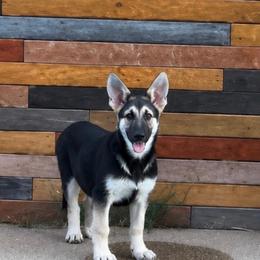 Maddie-in training - Black and tan female German Shepherd puppy in Yuba City, California from Barton’s German Shepherds