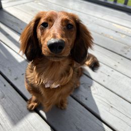 Lola - Dachshund