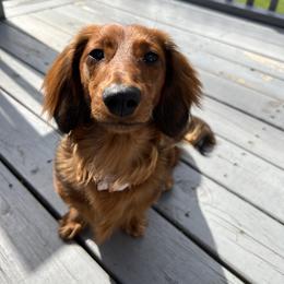 Lola - Dachshund