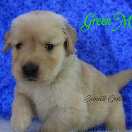 Green Collar Boy - Golden male Golden Retriever puppy in Otis Orchards, Washington from Sunlite Golden Retrievers