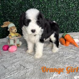Orange girl - Black and white female Bernedoodle puppy in Modesto, California from Two Doods Doodles