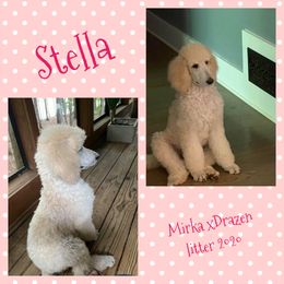 Poodle Puppies from Ocala Standard Poodles