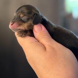 Shaded Cream - Cream male Dachshund puppy in Harmony, North Carolina from Schuster Haus