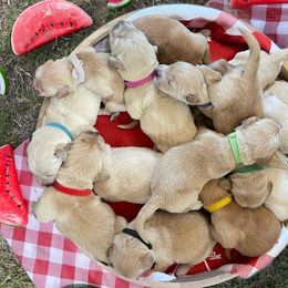 Golden Retrievers from Galvan Goldens