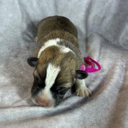 Liberty - Red female Pembroke Welsh Corgi puppy in Victoria, Texas from Clear Creek Corgis