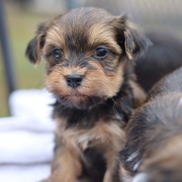 Havanese Puppies from Hoku Havanese