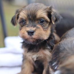 Havanese Puppies from Hoku Havanese