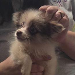 Last one - Chocolate merle male Pomeranian puppy in Hazleton, Indiana from Hyneman's Haven Poms