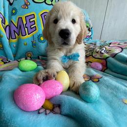 Mr. Blue (Prince Kristoff) - Light golden male Golden Retriever puppy in Umatilla, Florida from AT Marvelous Kennels (AKA AT Marvelous Pet Services)