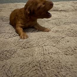 Girl 1 - Red  female Poodle puppy in Fredericktown, Missouri from Ellie & Co. Doodles and Poodles