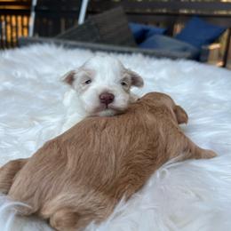 Girl 1 - White female Miniature Schnauzer puppy in Charlotte, North Carolina from Golden Leaf Kennels LLC