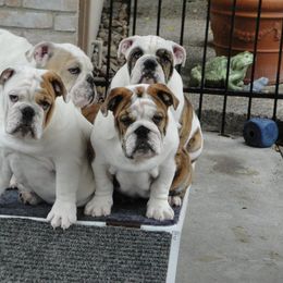 English Bulldog Puppies from Rosemary Jenner