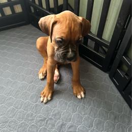 Boy 3 - Fawn male Boxer puppy in Lakeland, Florida from Cote's Boxers