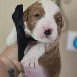 Viper - male Golden Mountain Dog puppy in Crawfordsville, Iowa from DoodleBlessings