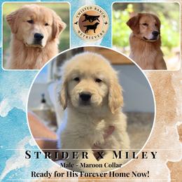 Maroon Collar - Light golden male Golden Retriever puppy in Fair Oaks, California from Twisted Ranch Retrievers