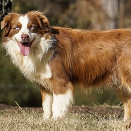 Dave - Miniature Australian Shepherd