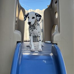Dalmatian Puppies from Crystal Gonzalez