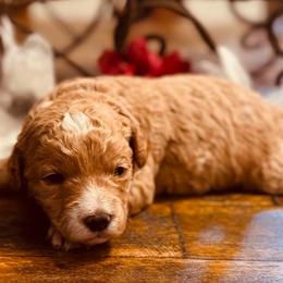 Juliet - Red  female Goldendoodle puppy in Bradenton, Florida from Christianna’s Mini Goldendoodles