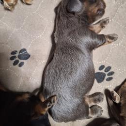 Three - Gray (blue) female Dachshund puppy in Gordon, Georgia from Long Dogs Yellow Farm
