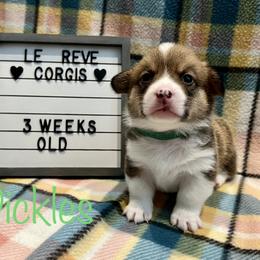 Pickles - Pembroke Welsh Corgi puppy in Fallbrook, California from Le Rêve Corgis