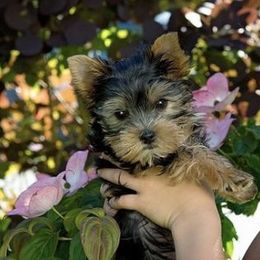 Morkies and Yorkipoos from Monroe's Purrfect Puppies