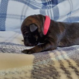 German Shepherd Puppies from Kruegerhaus German Shephers