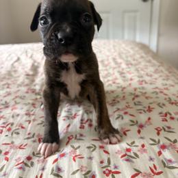 Arthur-orange collar - Brindle male Boxer puppy in Florida from BNF Boxers