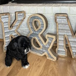 Cocker Spaniel Puppies from K&M crocker Spaniels
