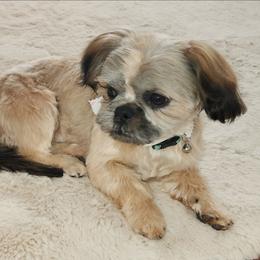 Ginger - Shih Tzu