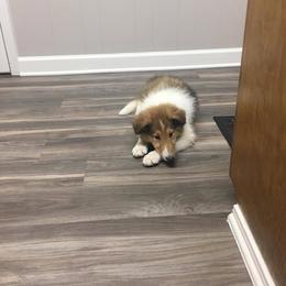 Collie Puppies from Heritage Salt Lake Kennels