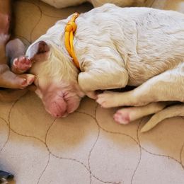 Poodle Puppies from Deborah Busch Poodles