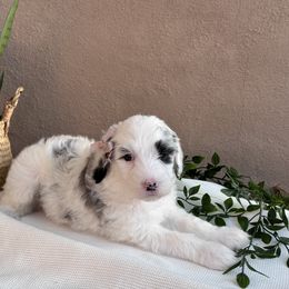 Old English Sheepdog and Sheepadoodle Puppies from Desert Sheepies