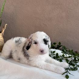 Old English Sheepdog and Sheepadoodle Puppies from Desert Sheepies