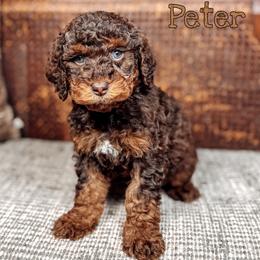 Peter - Chocolate male Australian Labradoodle puppy in Decatur, Alabama from Southern Meadows Doodles