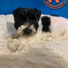 Miniature Schnauzer Puppies from JC Parti Schnauzers