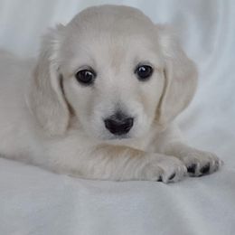 Dachshund Puppies from Dreamheart Dachshunds