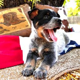 Sugar - Blue speckled female Australian Cattle Dog puppy in Red Bluff, California from Route 99 Heelers