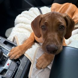 Rhodesian Ridgeback Puppies from River Rock Ridgebacks