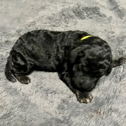 Yellow boy - Silver male Poodle puppy in East Wenatchee, Washington from Stylish Standards