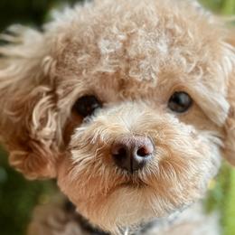 Teddy - Poodle