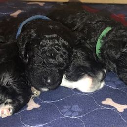 Portuguese Water Dog Puppies from Presidio PWDs