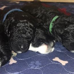 Portuguese Water Dog Puppies from Presidio PWDs