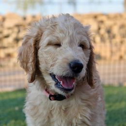 Goldendoodle Puppies from Deer Valley Doodles