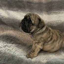 Bulldog Puppies from Semper Fi Bulldogs