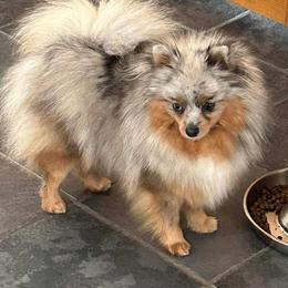 Opal PET - Blue merle female Pomeranian puppy in Douglas, Massachusetts from Country Oak Poms LLC