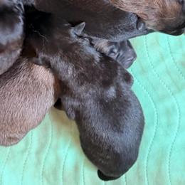 Medium sized male - Black sable male Belgian Malinois puppy in Dallas, Texas from RoyalHaus Malinois